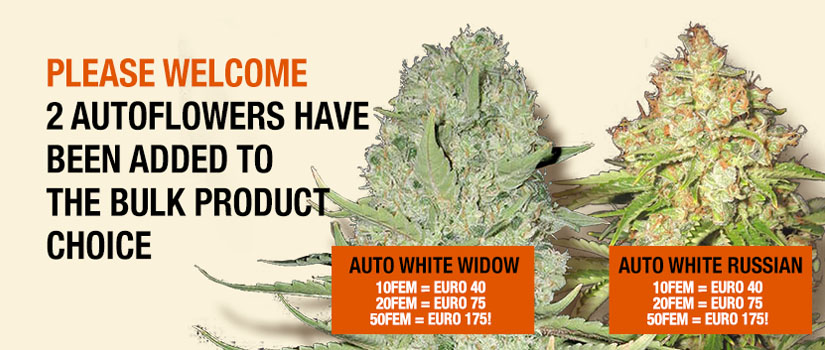 Please Welcome: 2 Autoflowers Have Been Added To The Bulk Product Choice.