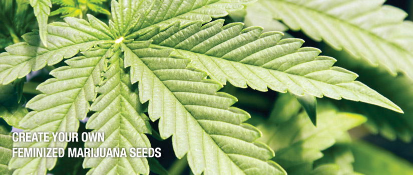 Create your own feminized marijuana seeds