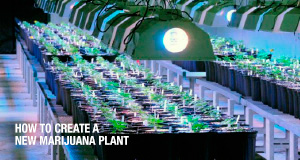 How to create a new marijuana plant