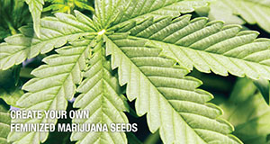 Create your own feminized marijuana seeds